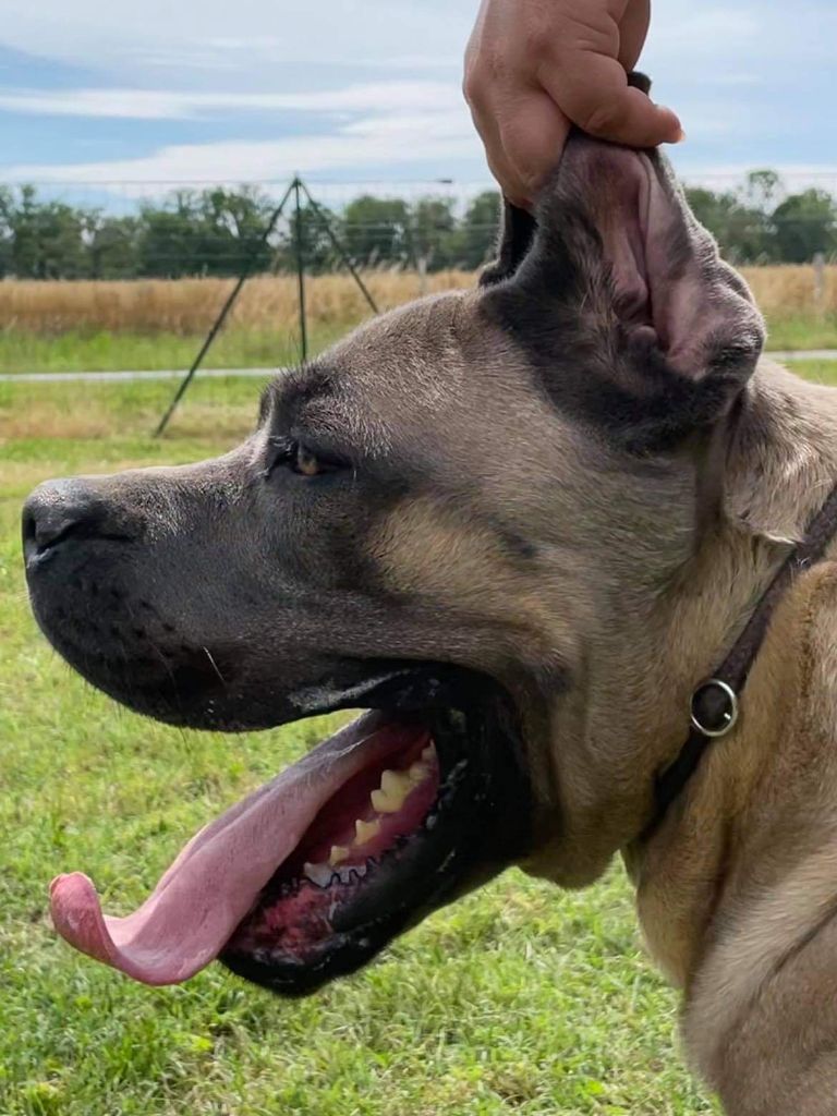 Rivius porolissum cane corso