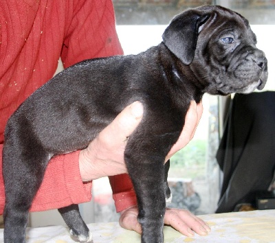 d'Alassea Seregone - A réserver bébés cane corso ...