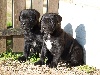  - Photos des chiots en ligne 