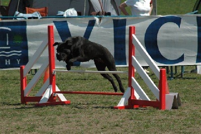 d'Alassea Seregone - Avana en finale du GPF d'agility