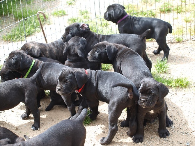 d'Alassea Seregone - Chiots disponibles