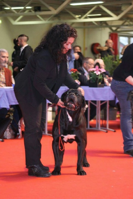 d'Alassea Seregone - CACIB de Bourges 