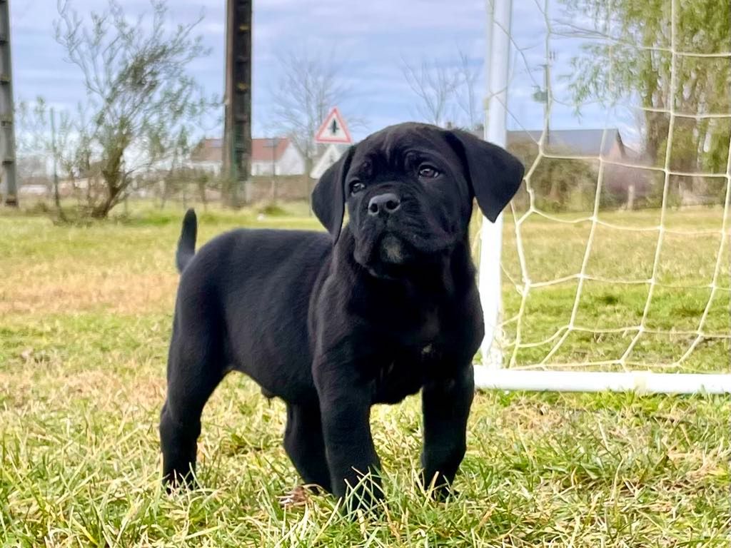 d'Alassea Seregone - Chiot disponible  - Cane Corso