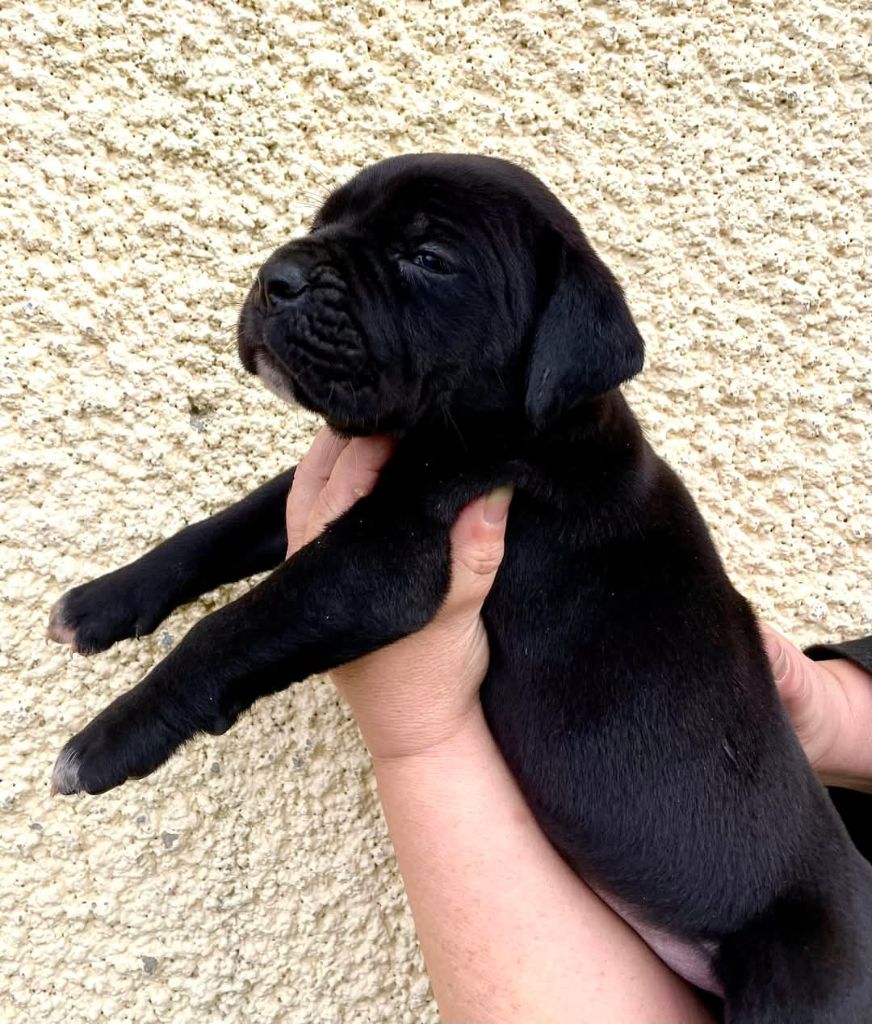 d'Alassea Seregone - Chiot disponible  - Cane Corso