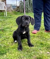 d'Alassea Seregone - Cane Corso - Portée née le 02/10/2019