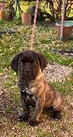 d'Alassea Seregone - Cane Corso - Portée née le 08/09/2019