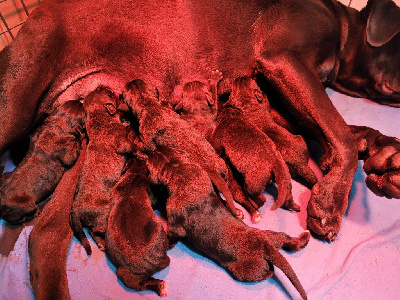 d'Alassea Seregone - Cane Corso - Portée née le 05/12/2024