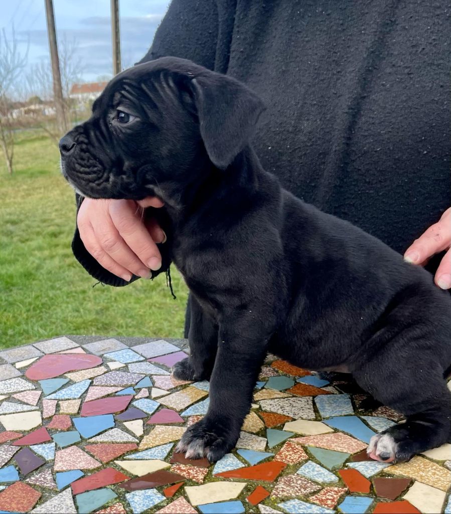 d'Alassea Seregone - Chiot disponible  - Cane Corso