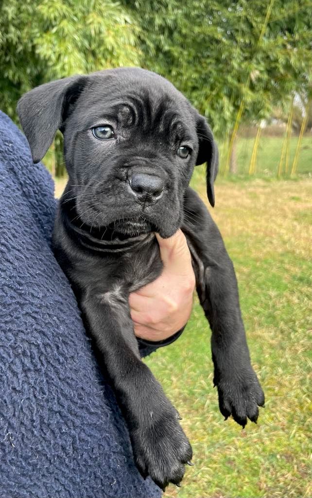 d'Alassea Seregone - Chiot disponible  - Cane Corso