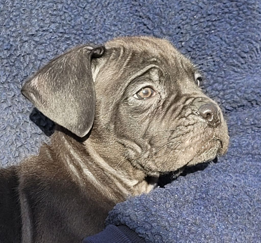 d'Alassea Seregone - Chiot disponible  - Cane Corso