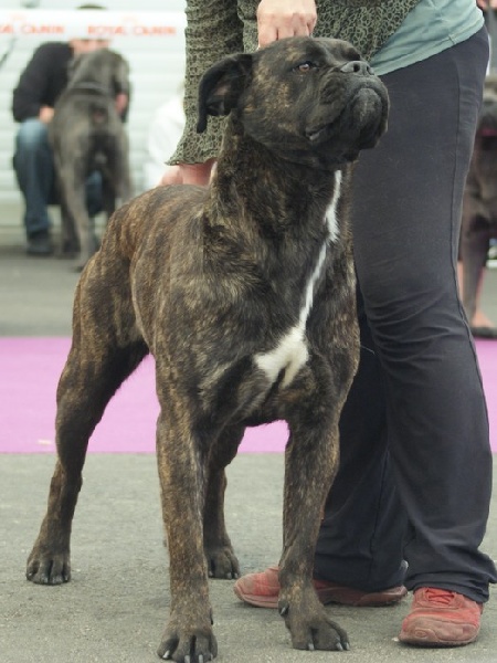 Cara d'Alassea Seregone