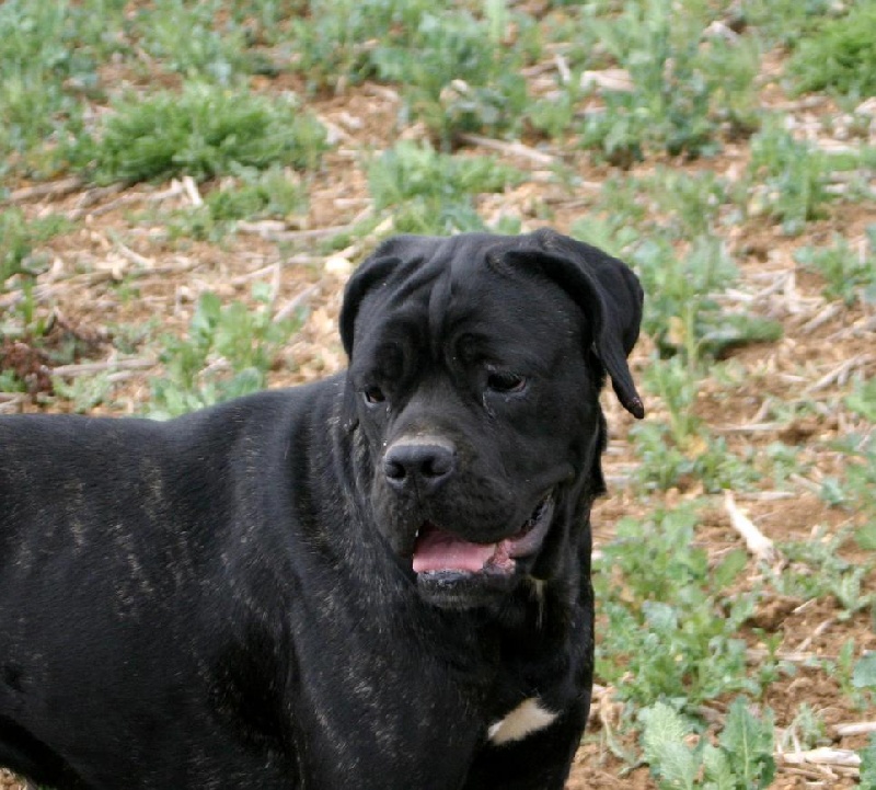 Cowcow girl d'Alassea Seregone