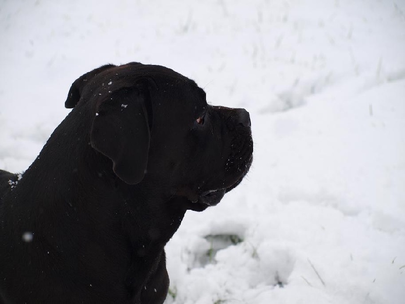 Gwen stefany d'Alassea Seregone