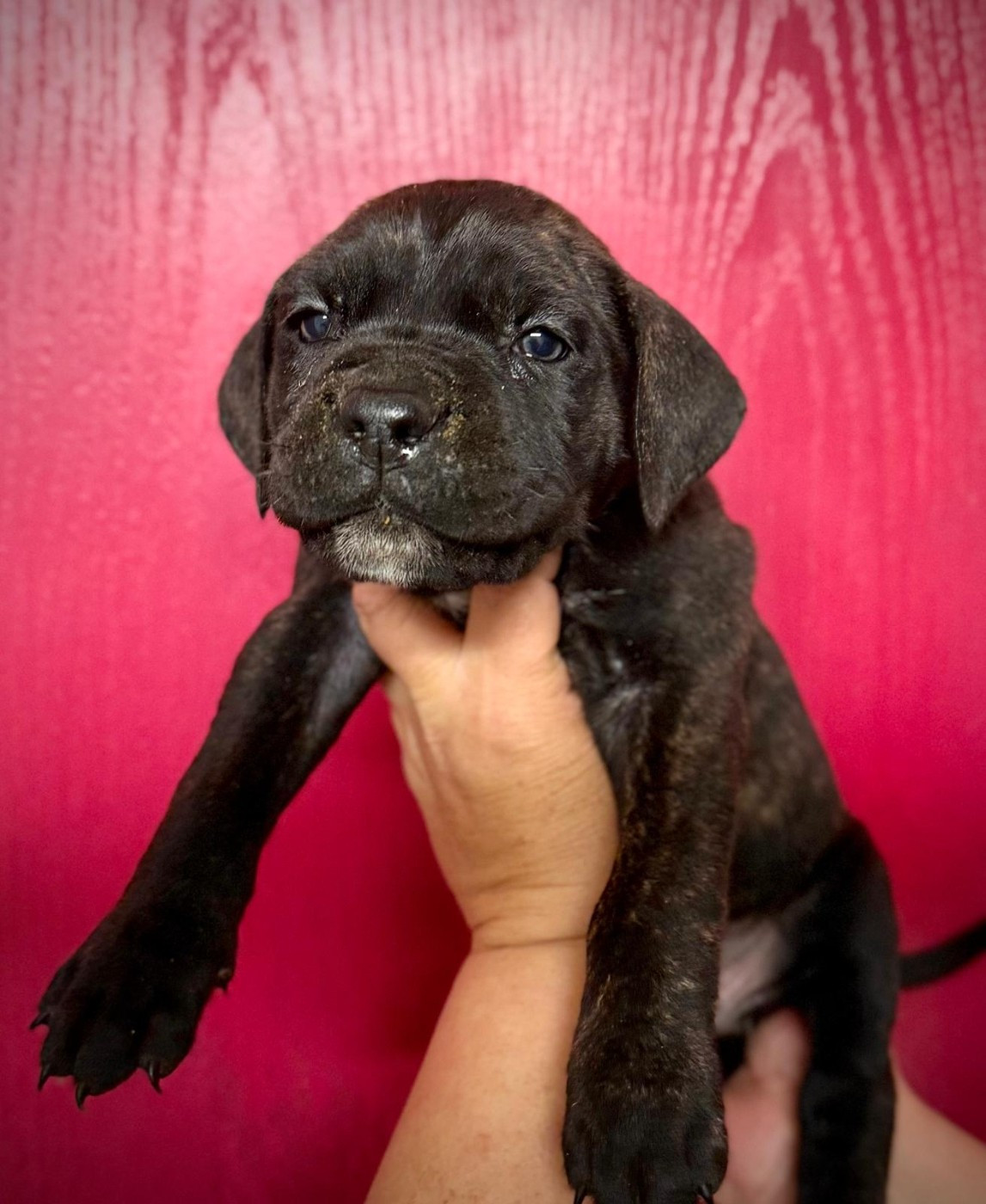 d'Alassea Seregone - Chiots disponibles - Cane Corso