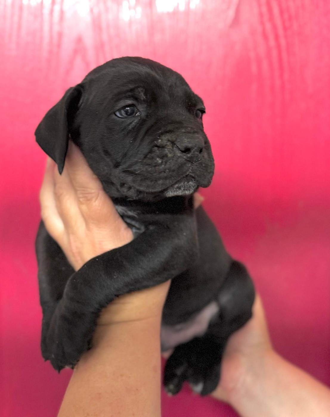 d'Alassea Seregone - Chiots disponibles - Cane Corso