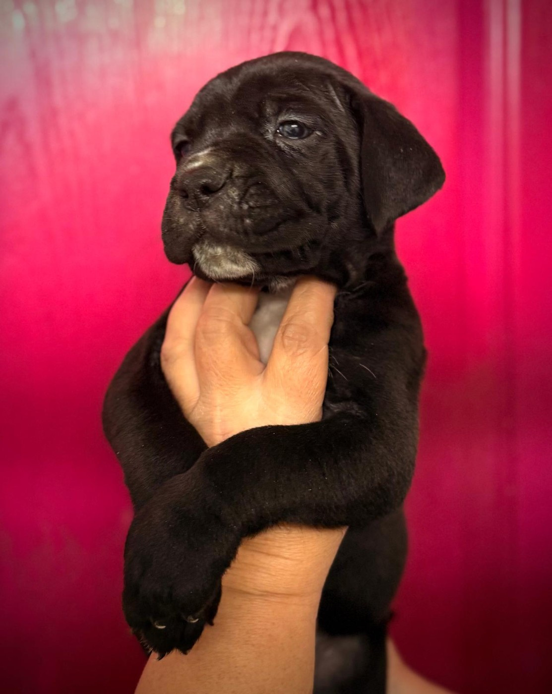 d'Alassea Seregone - Chiots disponibles - Cane Corso