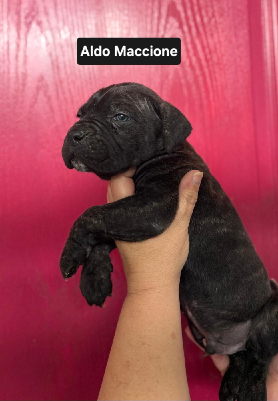 d'Alassea Seregone - Chiots disponibles - Cane Corso