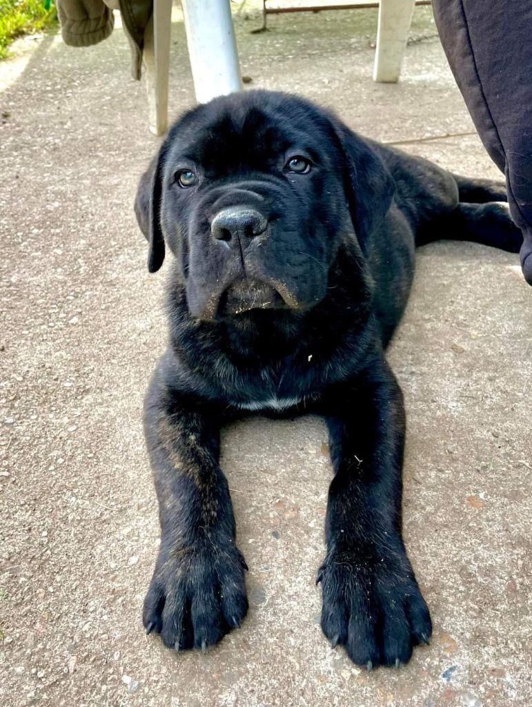 d'Alassea Seregone - Cane Corso - Portée née le 02/03/2022