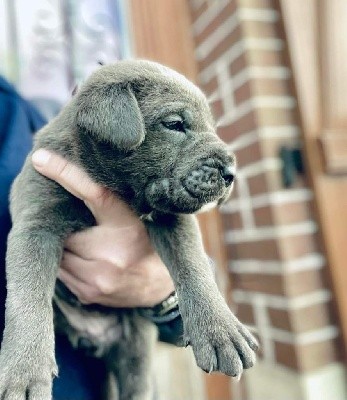 CHIOT