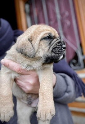 CHIOT