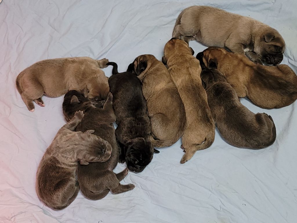 d'Alassea Seregone - Cane Corso - Portée née le 03/11/2021