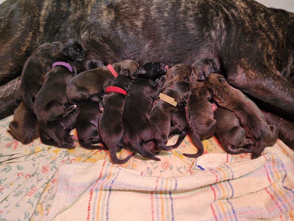 d'Alassea Seregone - Cane Corso - Portée née le 05/07/2022