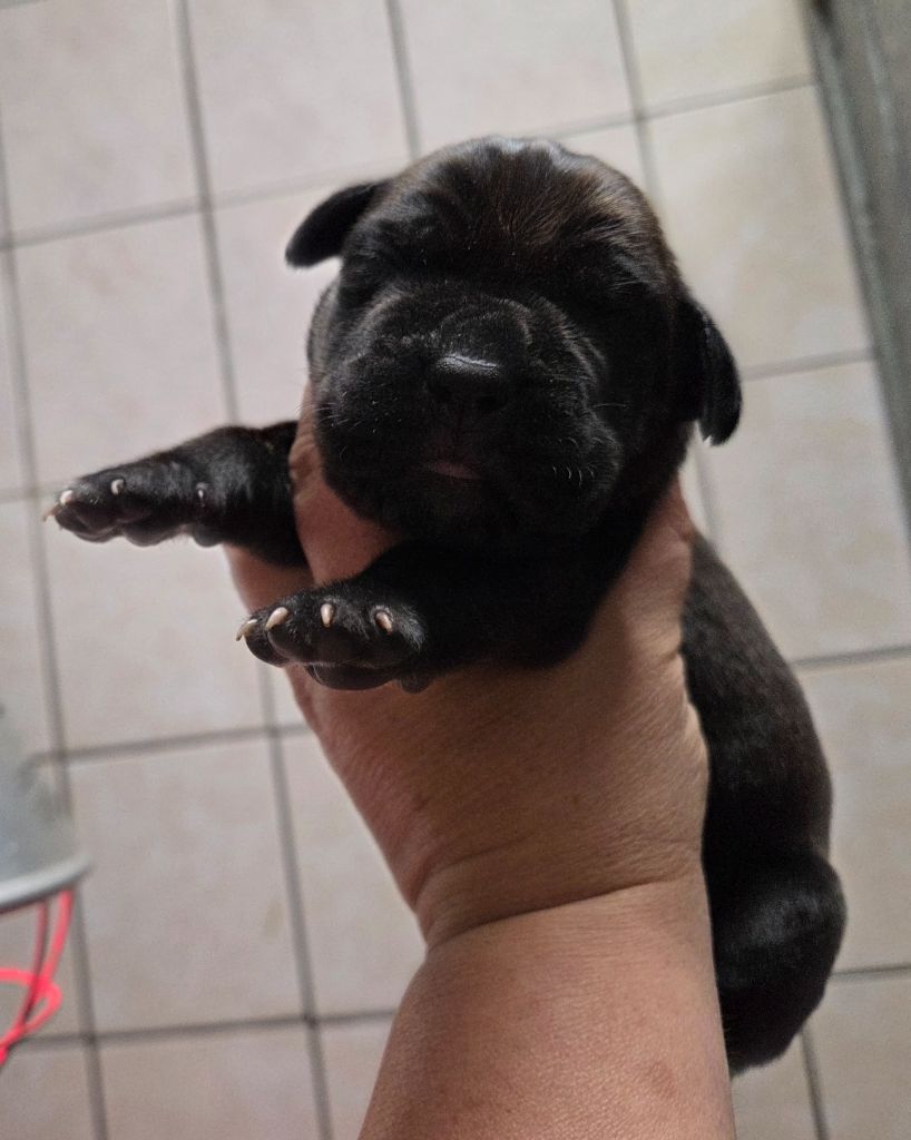 Chiot Cane Corso d'Alassea Seregone